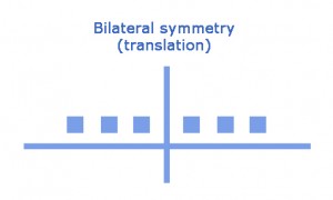 visual representation of bilateral symmetry